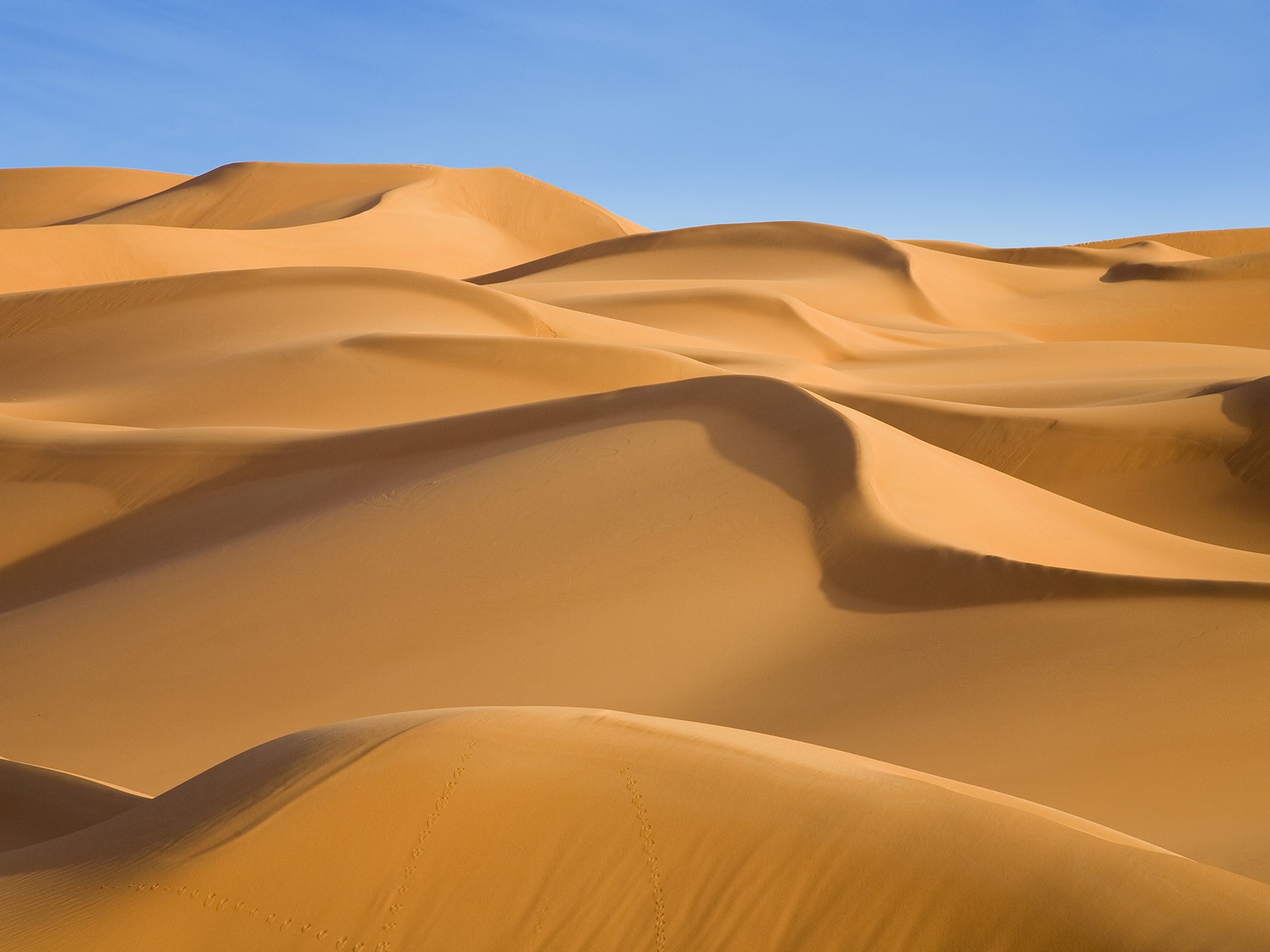 desert landscape design